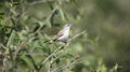 Kalahari scrub robin on the savannah in Botswana Royalty Free Stock Photo