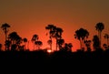 Kalahari sunset Royalty Free Stock Photo