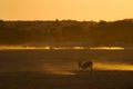 Kalahari Sunset with Springbok