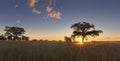 Kalahati sunset with trees grass and blue sky