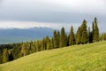 Kalajun grassland in summer Royalty Free Stock Photo