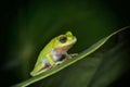 Kalakad gliding frog or Langbian flying frog, Rhacophorus calcadensis replacement for Rhacophorus Beddomi