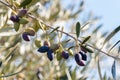 Kalamata olive tree branch with ripe kalamata olives and blurred background Royalty Free Stock Photo