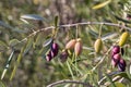 Kalamata olive tree branch with ripe and unripe olives Royalty Free Stock Photo