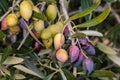 Kalamata olives on olive tree branch Royalty Free Stock Photo