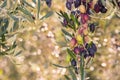Kalamata olives ripening on olive tree with blurred background Royalty Free Stock Photo