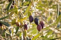 Kalamata olives ripening on olive tree Royalty Free Stock Photo
