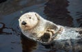 Kalan Sea otter in water