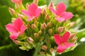 Kalanchoe blossfeldiana Royalty Free Stock Photo