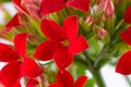 Kalanchoe blossfeldiana Royalty Free Stock Photo