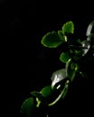 Kalanchoe blossfeldiana black backround