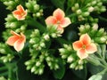 Orange flowers close up of Kalanchoe blossfeldiana