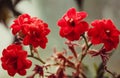 Kalanchoe blossfeldiana flower closeup. Abstract flower background. Space in background for copy, text, your words. Royalty Free Stock Photo