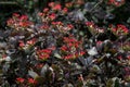 Kalanchoe blossfeldiana