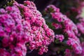 Kalanchoe blossfeldiana Poelln. And hybrids bloom in the flower garden varieties, which as the background. Royalty Free Stock Photo