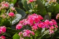 Kalanchoe blossfeldiana Poelln. And hybrids bloom once a year during the winter.