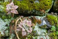 Kalanchoe blossfeldiana Poellnitz flower in Okawachiyama Village