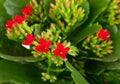 Kalanchoe blossfeldiana on a white background