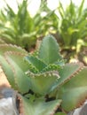 Kalanchoe Bryophyllum Daigremontianum is a plant that when it drops its leaves will grow more and more.