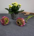 Kalanchoe calandiva with beautiful ranunculus flowers with driftwood at grey background Royalty Free Stock Photo