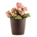 Kalanchoe Calandiva flowers