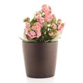 Kalanchoe Calandiva flowers