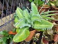 Kalanchoe daigremontiana, Bryophyllum daigremontianum, mother of thousands, orÂ Mexican hat