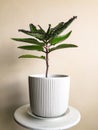 Kalanchoe daigremontiana herbal medicinal plant in white flower pot on table on wall background