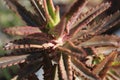 Kalanchoe Daigremontiana plant in the garden