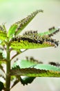 Kalanchoe daigremontiana plant. Mother of thousands. Alligator p Royalty Free Stock Photo