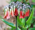 Alligator Plant Flowering in Spring