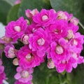 Kalanchoe Dark Pink