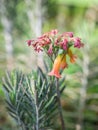 Kalanchoe delagoensis, formerly known as Bryophyllum delagoense and commonly called mother of millions or chandelier plant.. Close