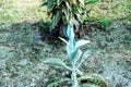 Kalanchoe Donkey Ears is a female category plant