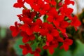 Kalanchoe - Flaming katy, Christmas kalanchoe or Fortune Flower is a flower with intense red colors Royalty Free Stock Photo