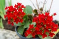 Kalanchoe - Flaming katy, Christmas kalanchoe or Fortune Flower is a flower with intense red colors