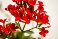 Kalanchoe - Flaming katy, Christmas kalanchoe or Fortune Flower is a flower with intense red colors