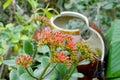 Kalanchoe - Flaming katy, Christmas kalanchoe or Fortune Flower is a flower with intense red colors