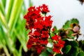 Kalanchoe - Flaming katy, Christmas kalanchoe or Fortune Flower is a flower with intense red colors