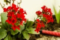 Kalanchoe - Flaming katy, Christmas kalanchoe or Fortune Flower is a flower with intense red colors