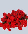 Kalanchoe, flor vermelha suculenta, cultivada em vasos e jardins.
