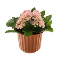 Kalanchoe flower in the decorative flowerpot Royalty Free Stock Photo