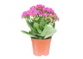 Kalanchoe flower Royalty Free Stock Photo