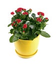 Kalanchoe flower with red blossoms isolated on white Royalty Free Stock Photo