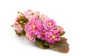 kalanchoe flower on white Royalty Free Stock Photo