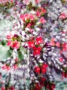 Kalanchoe Flower in the wild Royalty Free Stock Photo