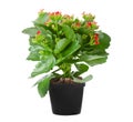 Kalanchoe flowering plant in pot