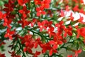 Kalanchoe flowers