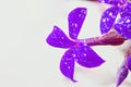 Kalanchoe flowers are blue, covered with dew droplets