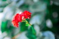 Kalanchoe flowers close-up. Beautiful plant